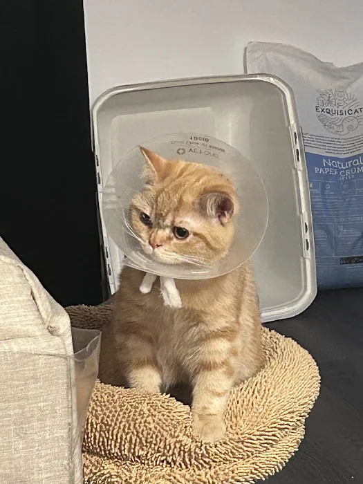 Flatbush Veterinary Clinic Picture 10
