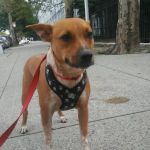 Marine Park Veterinary Group