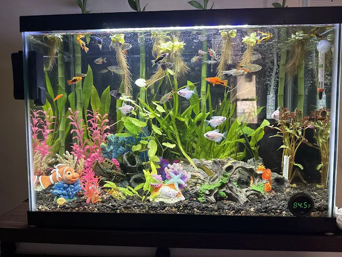 Fluid Dynamics Aquarium Services and Store Picture 3