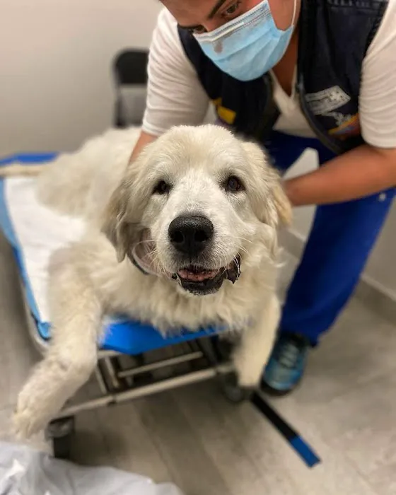 AmbuVet Pet Ambulance Picture 8