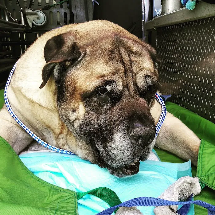 AmbuVet Pet Ambulance Picture 10