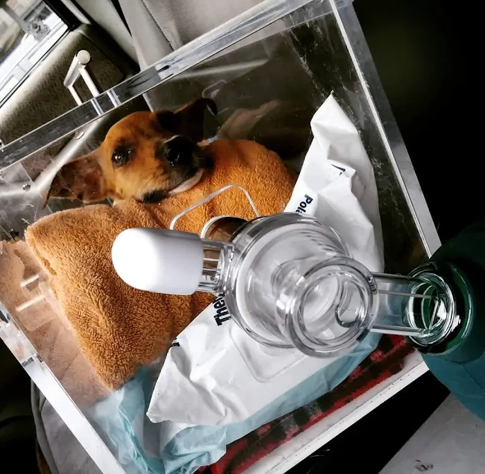 AmbuVet Pet Ambulance Picture 2