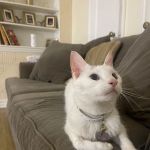 Queens Animal Hospital