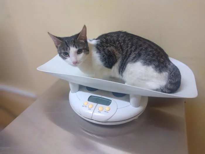 Queens Animal Hospital Picture 5