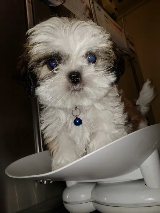 Queens Animal Hospital Picture 10