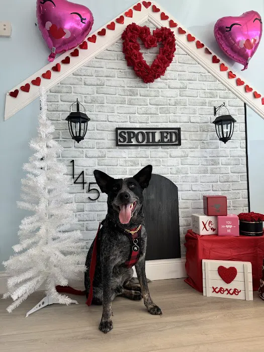 Spoiled Bitch Dog Boutique Picture 1