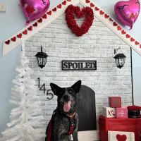 Spoiled Bitch Dog Boutique ico