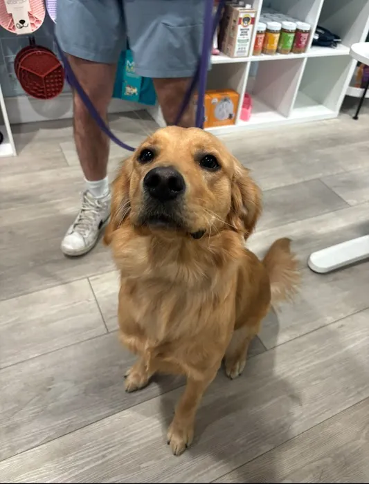 Spoiled Bitch Dog Boutique Picture 5