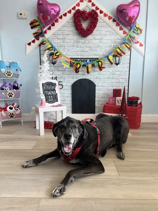 Spoiled Bitch Dog Boutique Picture 10