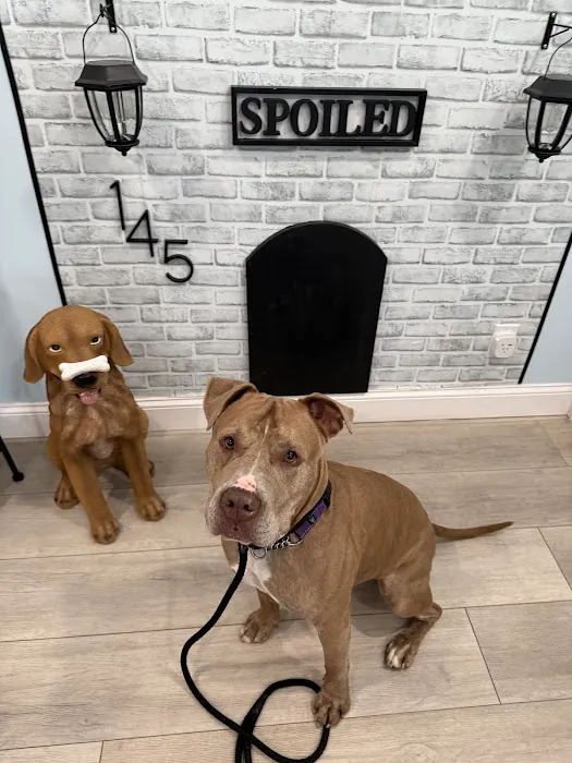 Spoiled Bitch Dog Boutique Picture 3