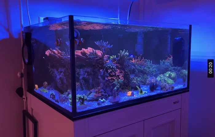 the fish tank co. - Aquarium Maintenance and Installation Services Picture 3