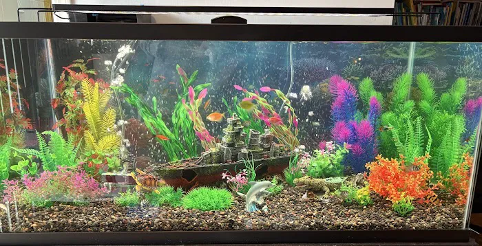 the fish tank co. - Aquarium Maintenance and Installation Services Picture 6