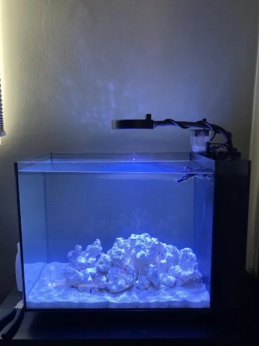 the fish tank co. - Aquarium Maintenance and Installation Services Picture 5