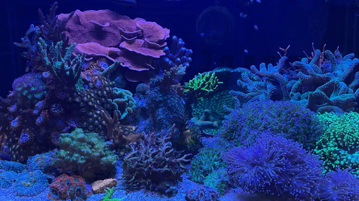 the fish tank co. - Aquarium Maintenance and Installation Services Picture 4