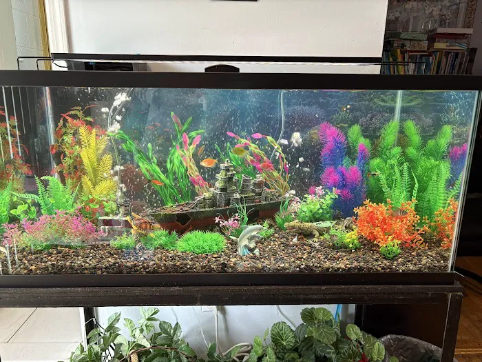 the fish tank co. - Aquarium Maintenance and Installation Services Picture 7