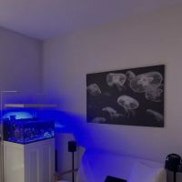 the fish tank co. - Aquarium Maintenance and Installation Services ico