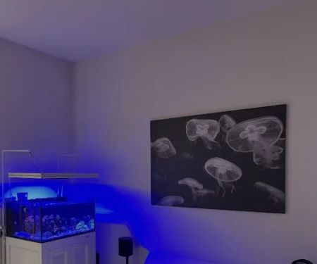 the fish tank co. - Aquarium Maintenance and Installation Services