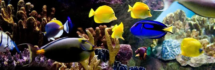 Aquarium Network Picture 10