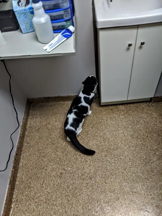 Noah's Ark Veterinary Practice Picture 3