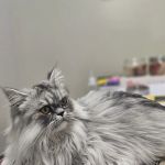 Noah's Ark Veterinary Practice