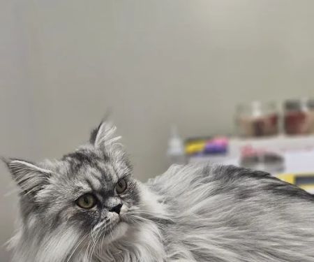 Noah's Ark Veterinary Practice