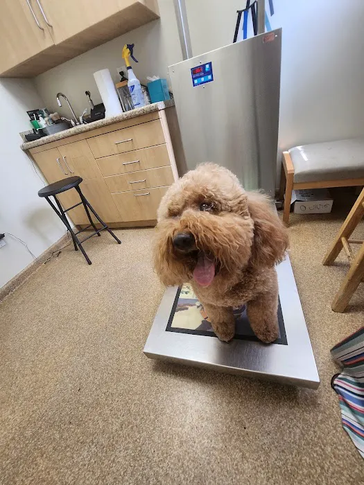 Noah's Ark Veterinary Practice Picture 5