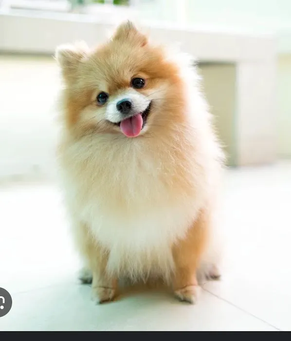 Pet Super Store Picture 1