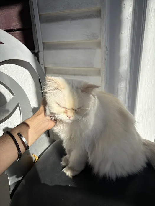 Ivy Pets - Midwood Picture 5