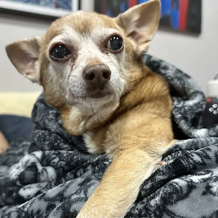 Ivy Pets - Midwood Picture 3
