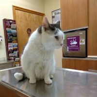 Sheepshead Bay Veterinary Group ico