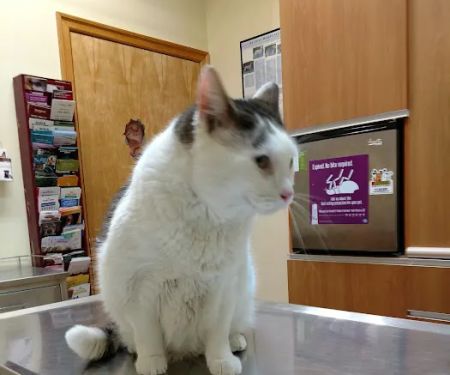 Sheepshead Bay Veterinary Group