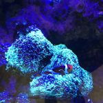 Clearwater Aquarium Services