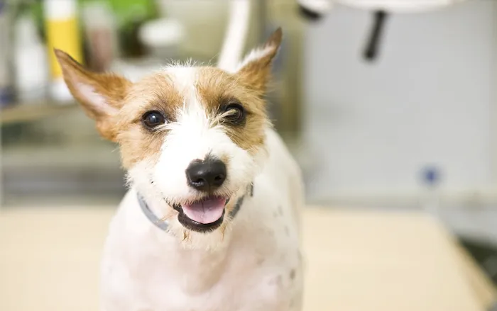 PAWSitive Veterinary of New York Picture 10