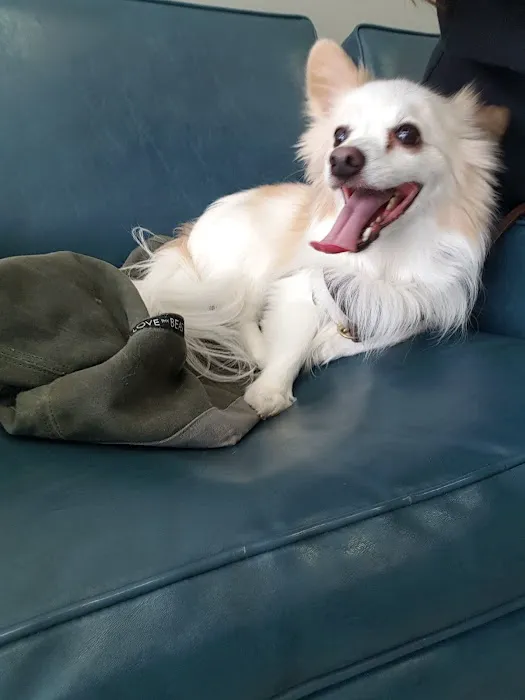 PAWSitive Veterinary of New York Picture 8