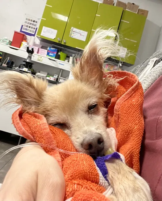 PAWSitive Veterinary of New York Picture 6