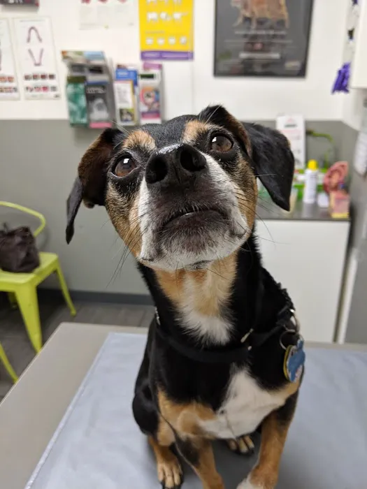 PAWSitive Veterinary of New York Picture 4