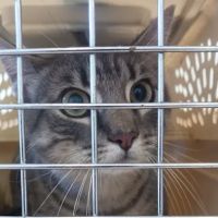 Bond Vet - Ditmas Park ico