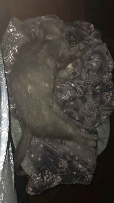Bond Vet - Ditmas Park Picture 4