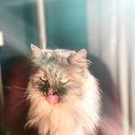 Crown Heights Animal Hospital