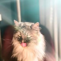 Crown Heights Animal Hospital ico