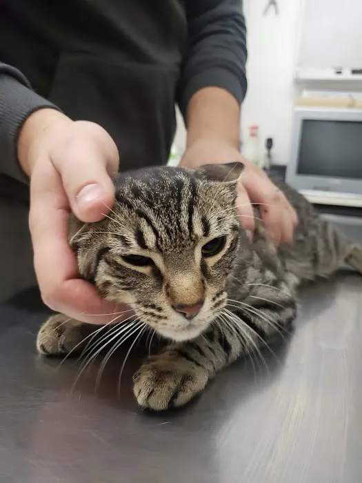 Windsor Terrace Veterinarians Picture 4