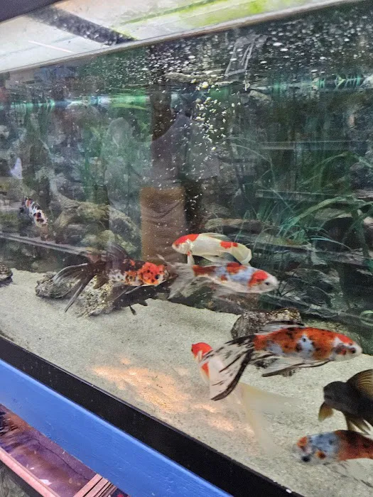 South Shore Tropicals Picture 6