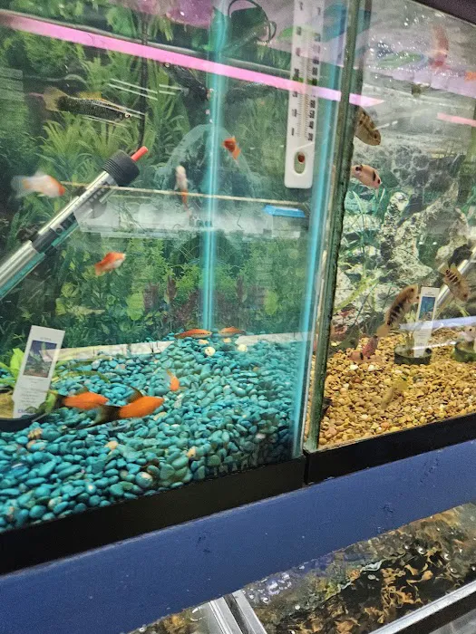 South Shore Tropicals Picture 2