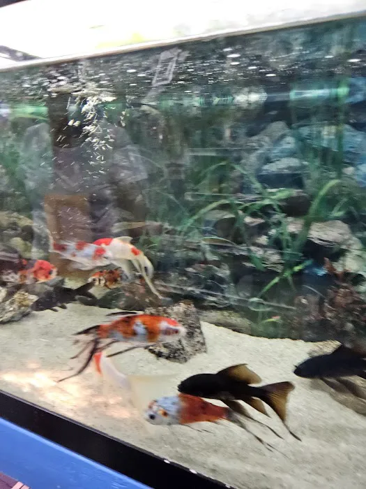 South Shore Tropicals Picture 1