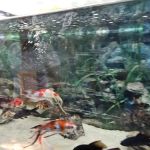 South Shore Tropicals