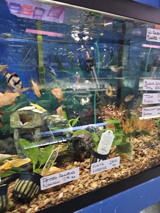 South Shore Tropicals Picture 3