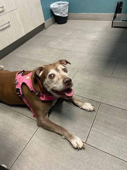 Franklin Ave Animal Hospital Picture 2