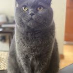 Franklin Ave Animal Hospital