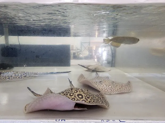 PREDATORY FINS Picture 1