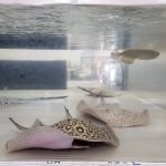PREDATORY FINS